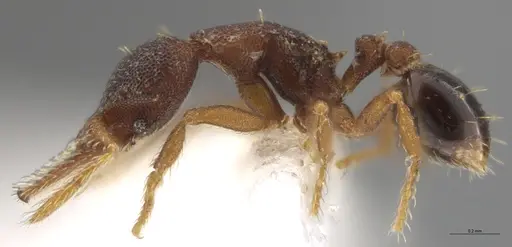 Strumigenys trieces - JTLC000005346