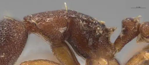 Strumigenys trieces - JTLC000005346