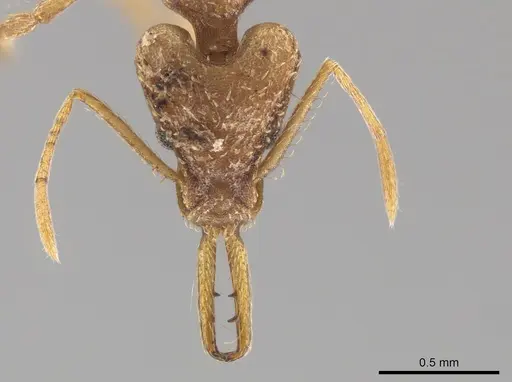 Strumigenys trinidadensis specimen