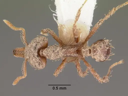 Strumigenys tritomea specimen