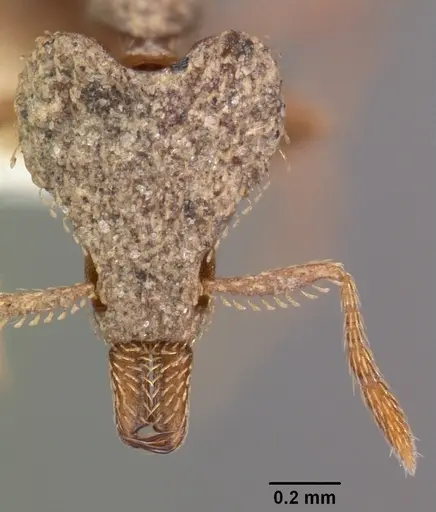 Strumigenys tritomea specimen