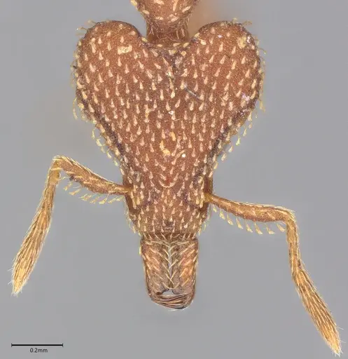 Strumigenys tritomea - CASENT0728914