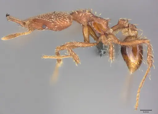 Strumigenys tritomea - CASENT0728914