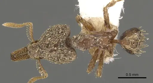 Strumigenys tritomea - CASENT0900751