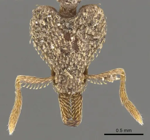 Strumigenys tritomea - CASENT0900751