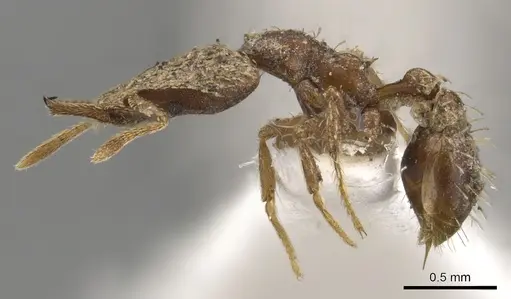 Strumigenys tritomea - CASENT0900751