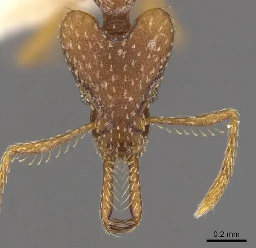 Strumigenys trixodens specimen