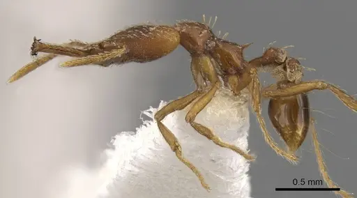 Strumigenys trixodens specimen