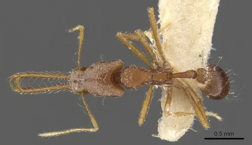 Strumigenys trudifera specimen