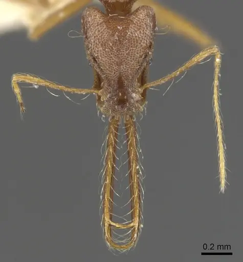 Strumigenys trudifera specimen