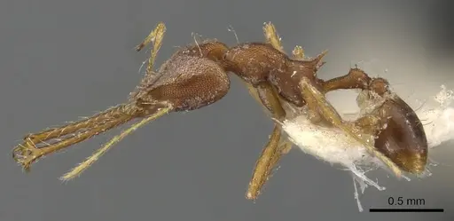 Strumigenys trudifera specimen