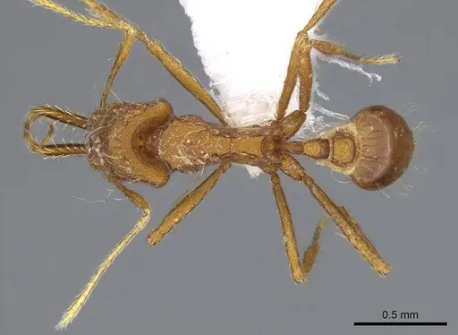 Strumigenys trudifera - CASENT0914756