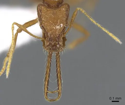 Strumigenys trudifera - CASENT0914756