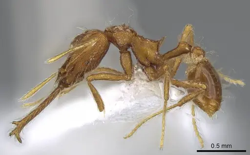 Strumigenys trudifera - CASENT0914756