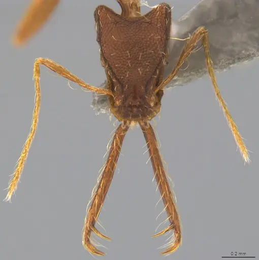 Strumigenys trudifera - CASENT4036195