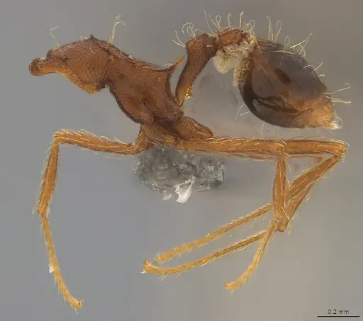 Strumigenys trudifera - CASENT4036195