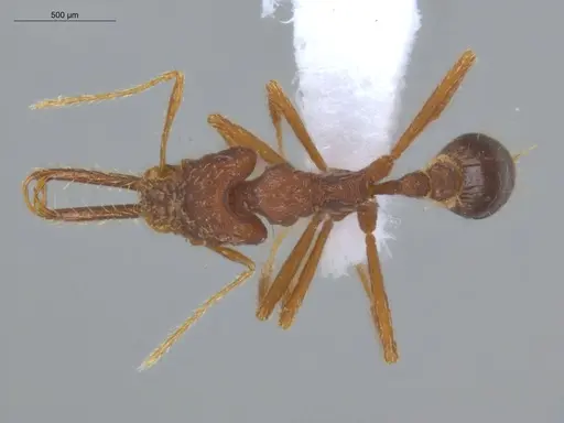 Strumigenys trudifera - ECOFOG-IT14-0820-103