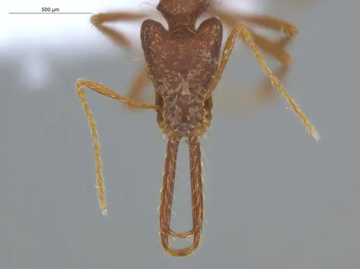 Strumigenys trudifera - ECOFOG-IT14-0820-103