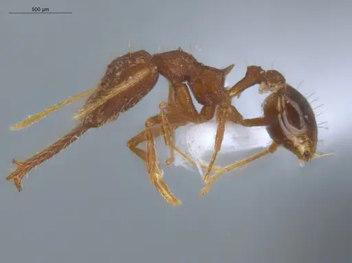 Strumigenys trudifera - ECOFOG-IT14-0820-103