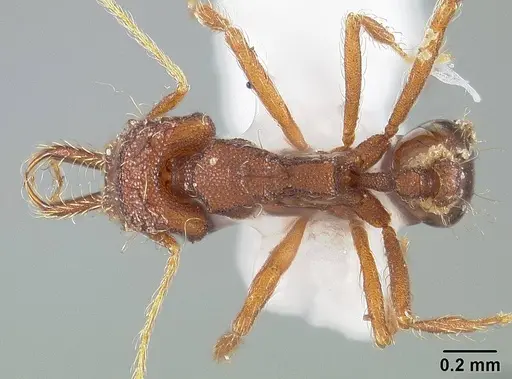 Strumigenys trudifera - USNMENT01124314