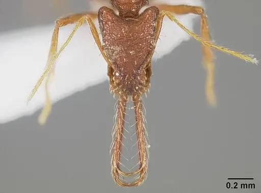 Strumigenys trudifera - USNMENT01124314