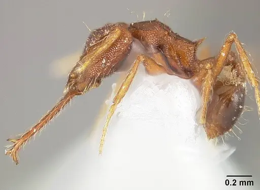 Strumigenys trudifera - USNMENT01124314