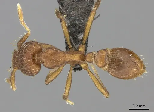 Strumigenys truncatidens specimen