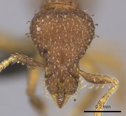 Strumigenys truncatidens specimen