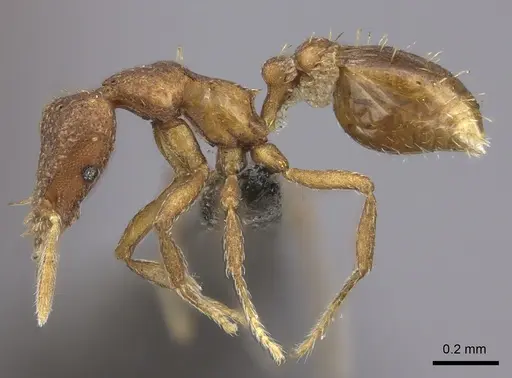 Strumigenys truncatidens specimen