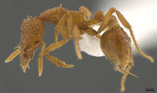 Strumigenys truncatidens - CASENT0898002