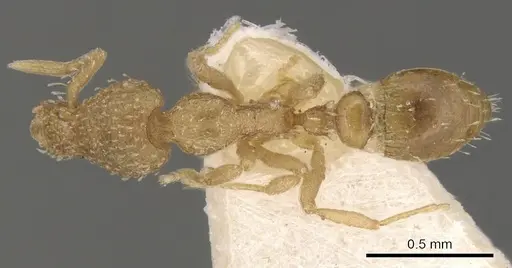 Strumigenys truncatidens - CASENT0900070