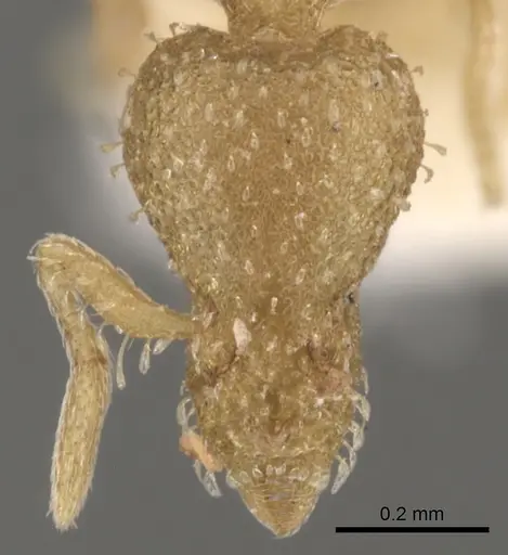 Strumigenys truncatidens - CASENT0900070