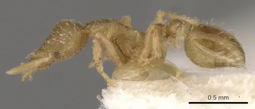 Strumigenys truncatidens - CASENT0900070