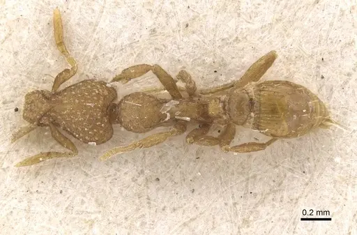 Strumigenys truncatidens - RMCAENT000017798