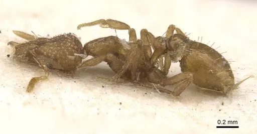 Strumigenys truncatidens - RMCAENT000017798