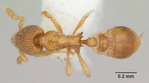 Strumigenys tukulta specimen