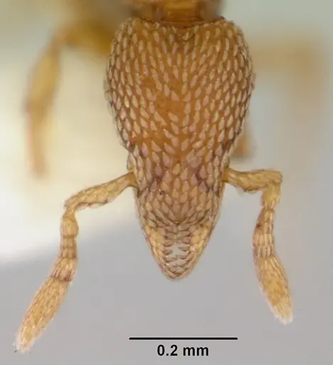 Strumigenys tukulta specimen