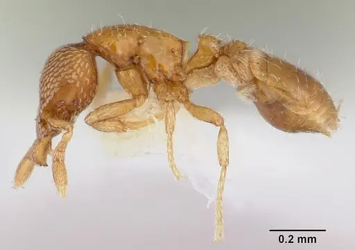 Strumigenys tukulta specimen