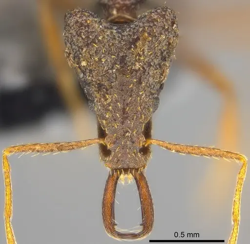 Strumigenys tumida specimen