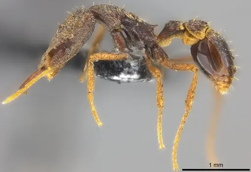 Strumigenys tumida specimen