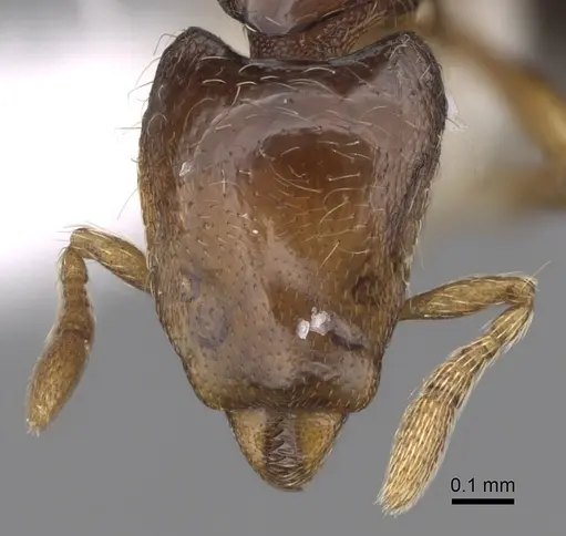 Strumigenys turpis specimen