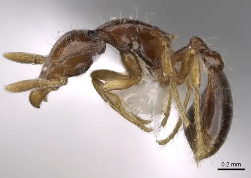 Strumigenys turpis specimen