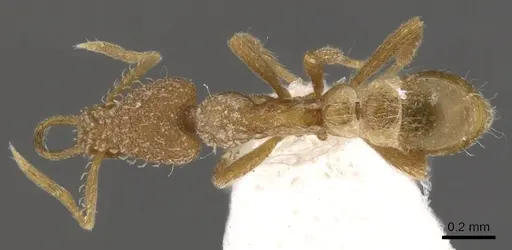 Strumigenys uberyx specimen