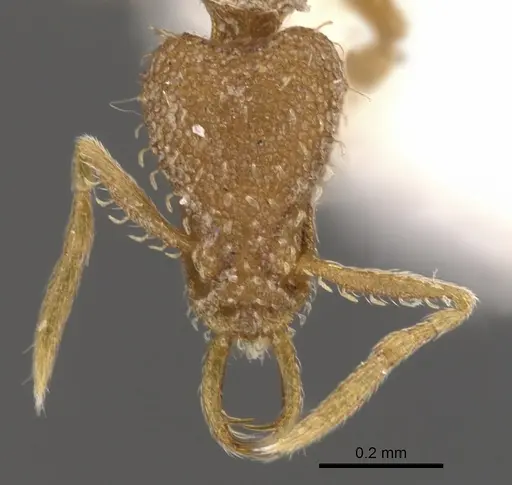 Strumigenys uberyx specimen