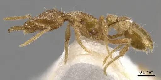 Strumigenys uberyx specimen