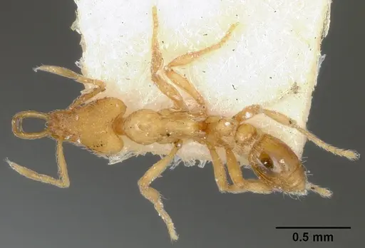 Strumigenys uichancoi specimen