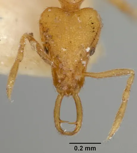 Strumigenys uichancoi specimen