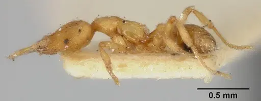 Strumigenys uichancoi specimen