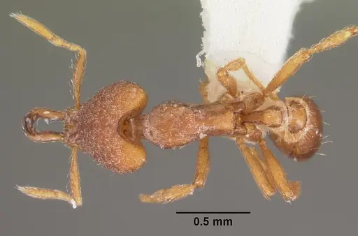 Strumigenys ulteria specimen