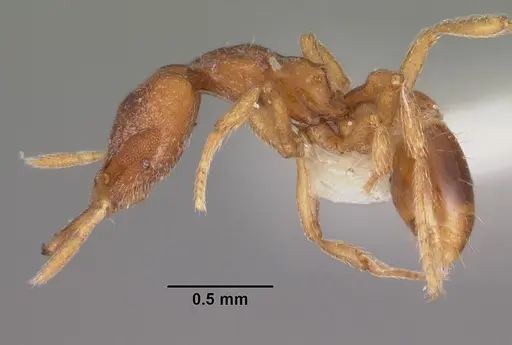 Strumigenys ulteria specimen